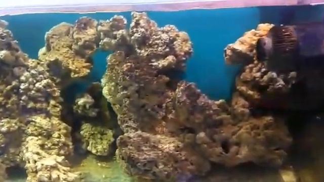 Живые камни для морских аквариумов