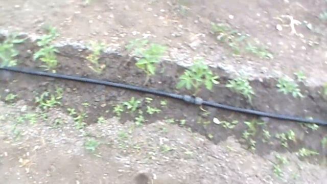 ВРЕМЕННЫЙ ВИНОГРАДНИК / УЖЕ КУПАЮТСЯ НА РЕЧКЕ