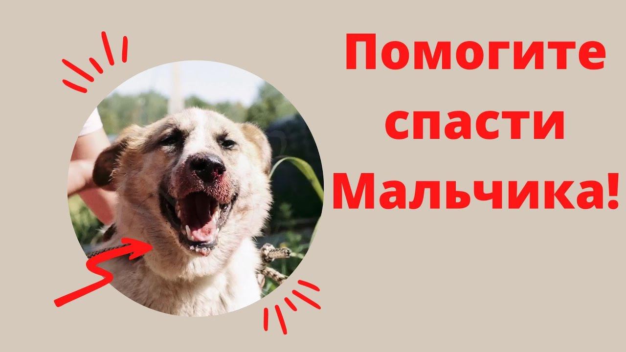 Помогите спасти Мальчика!