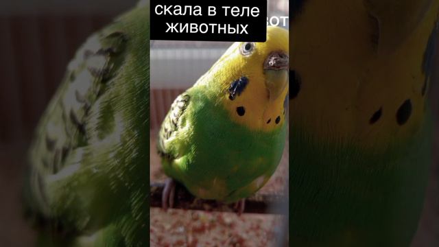 Скала в виде животных