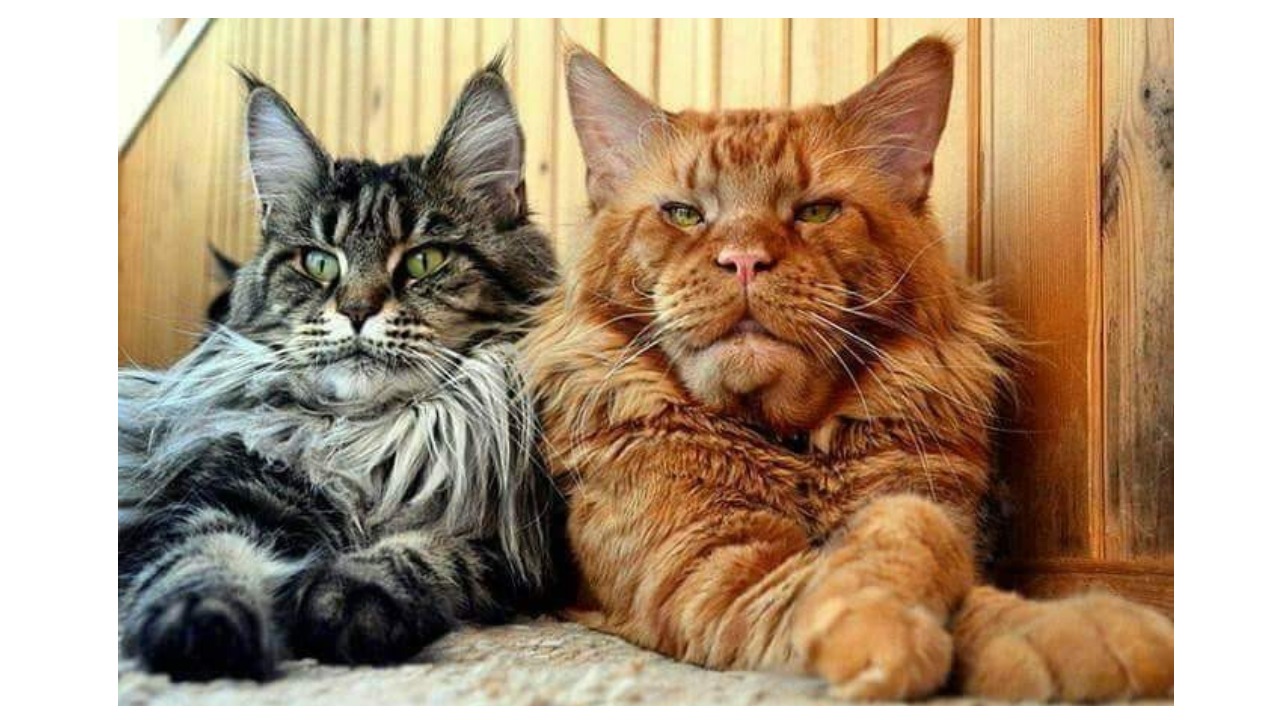 Серьезные коты