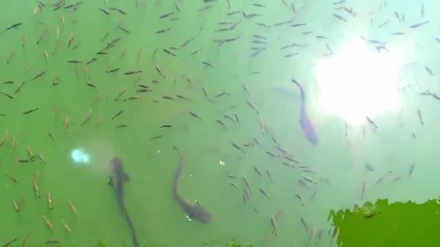 Гармония рыбов