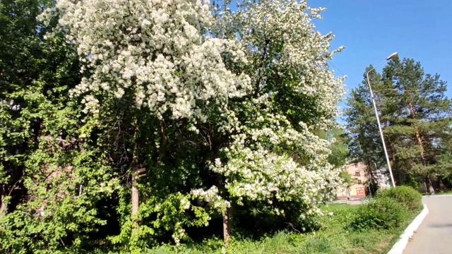 Яблони в цвету: красные, розовые, белые.