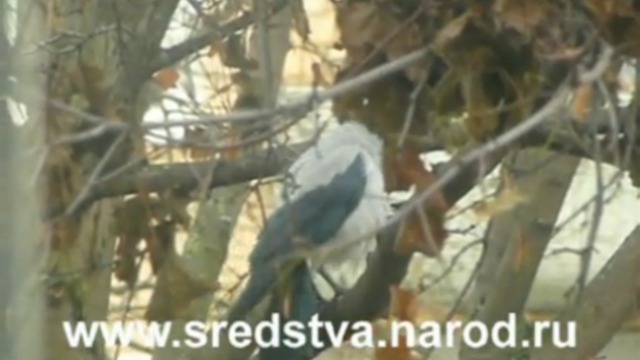 Ворона лает 