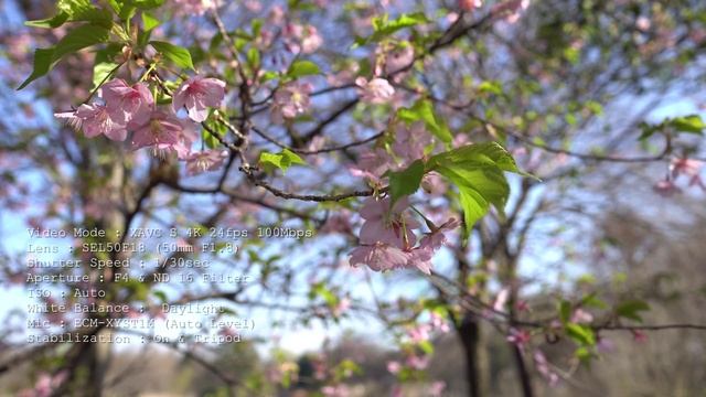 SONY A6300 Check 03 - 4K Field Test