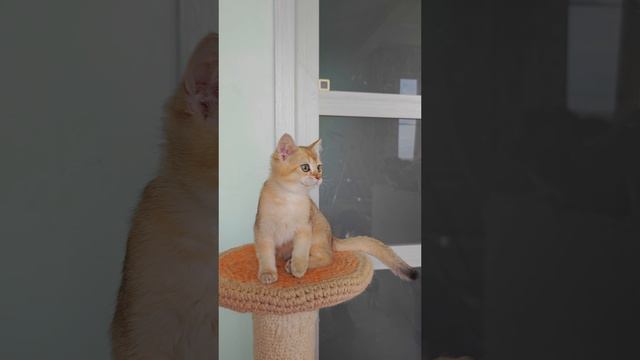 котик британский.mp4