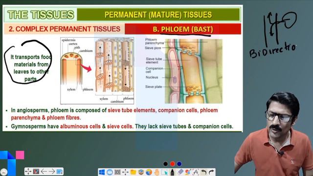 Plus One Focus Area 2021 | Anatomy of Flowering Plants | Biology