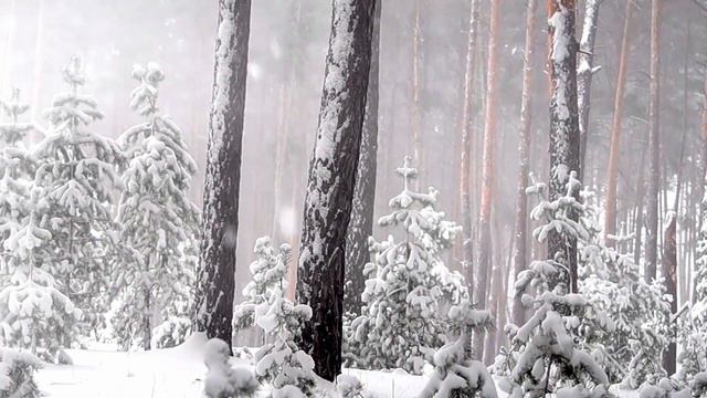 3 Hour Relaxing Winter Snow Falling in the Woods with Soothing Sounds of Nature and Music
