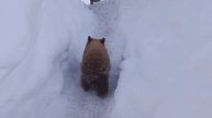 Petunia The Baby Bear Cub Eating Strawberry Pop Tarts