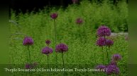 10 Varieties Of Purple Allium 🛋️