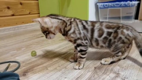 Жадина! Бенгальские котята! #bengalcat