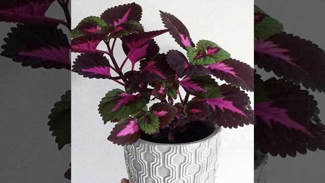 34 Low Sunlight Metallic Sheen Plants | Beautiful Indoor Plants Must Have | Plant And Planting