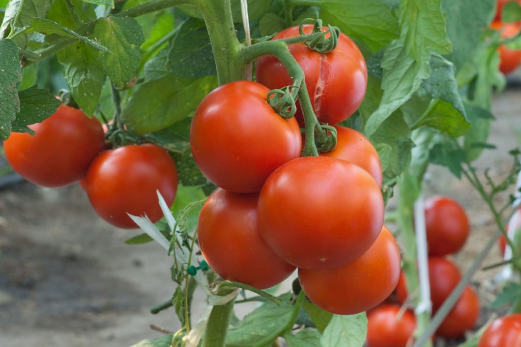 Сорт томата Белый Налив_ Описание и характеристики сорта_Урожайные сорта томатов