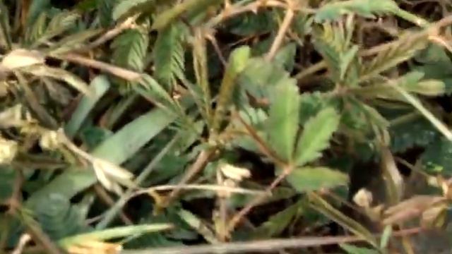 Прикольная Либерийская Трава.  Cool Liberian Grass