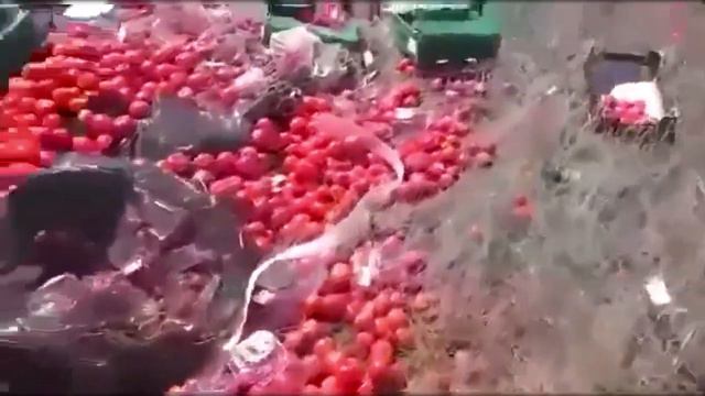 КУБАНЬ, УРОЖАЙ ВЫКИДЫВАЮТ В ПОЛЯ.