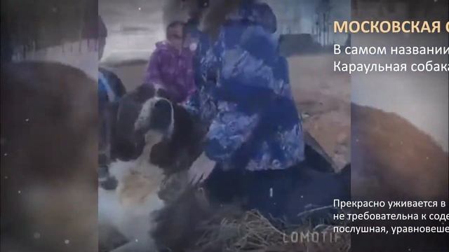 Питомник Янтарная Звезда, Московская сторожевая