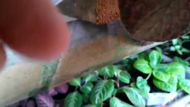 3 warna bunga episcia strawberry patch