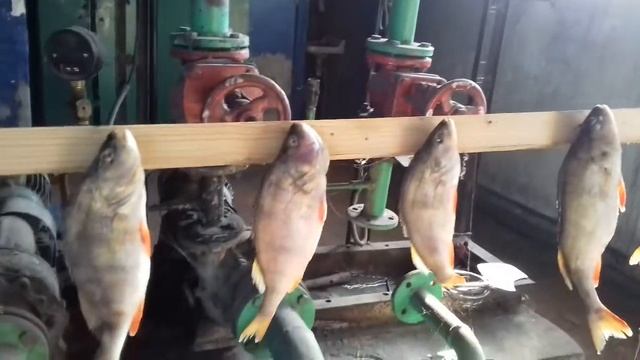 Таранка из ОКУНЯ.