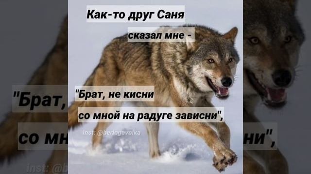 VID_волки