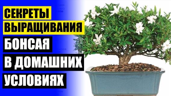 Декоративные деревья для дома искусственные ☑ Фикус бонсай как ухаживать 🔵