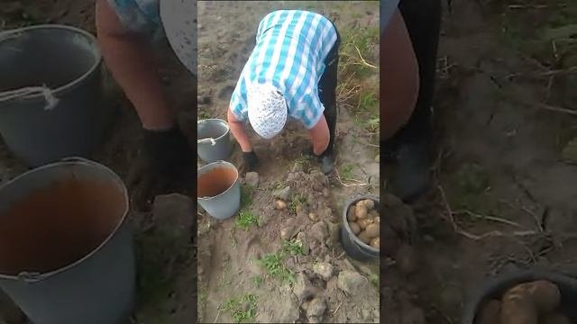 Смена работы есть отдых.?
#картошка.