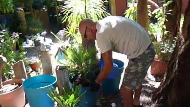 How to transplant a  Chamaerops humilis palm