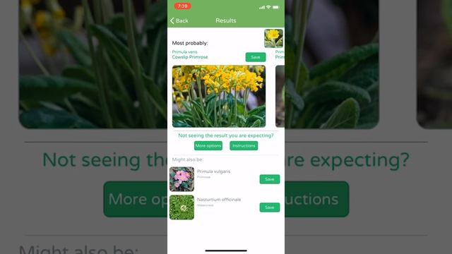 PlantSnap identifies cowslip (Primula veris)