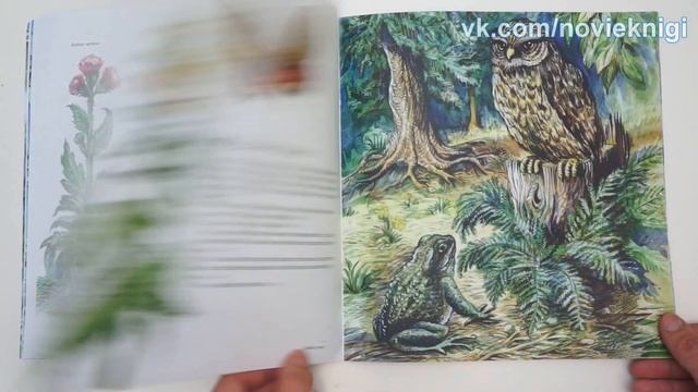 Николай Сладков. Земноводные