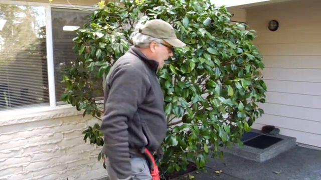 Properly Pruning A Camelia W/  Seattle Arborist Chip Kennaugh