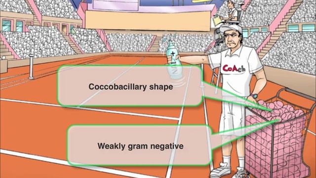 124 — Rickettsia species overview