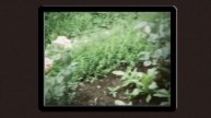 Дача 1990