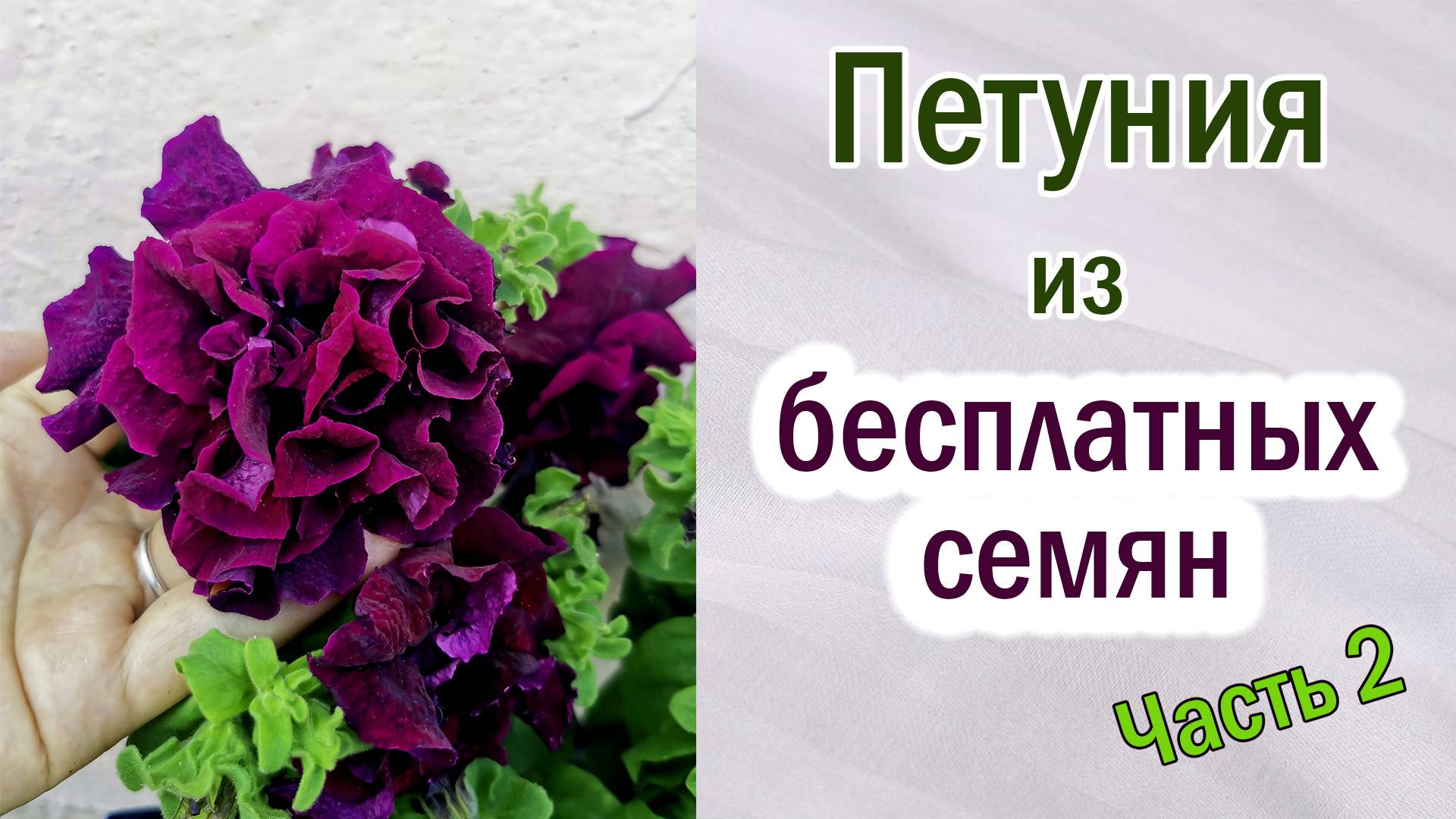 Петуния из своих бесплатных семян. Обрезка петунии. Опыление. Обзор. Часть 2