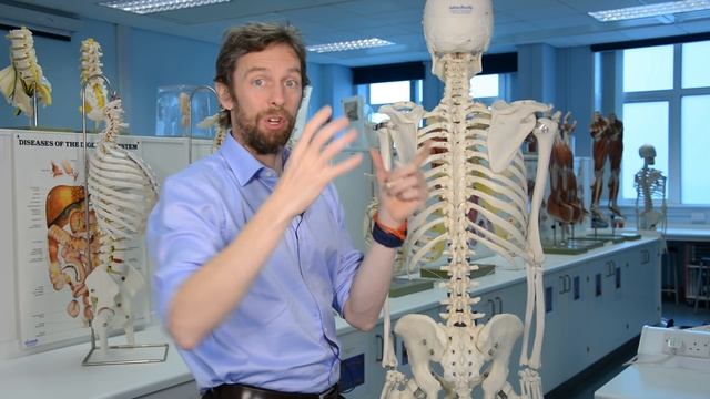 How to identify a vertebra anatomy