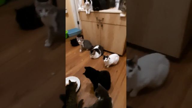 Все котики собрались на ужин
