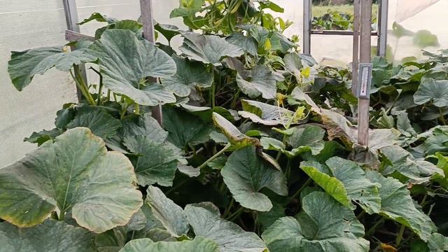 Как выглядит Могилевская красавица на 9 октября 23 г. Растим большие тыквы. Блог о огороде. Часть 1.