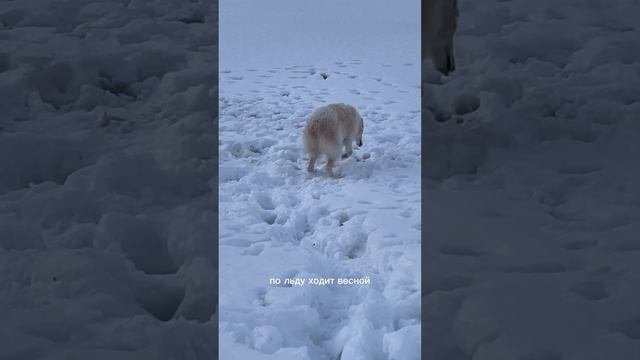 Русская борзая бегает по тонкому льду / сухим весной из леса не выйдешь