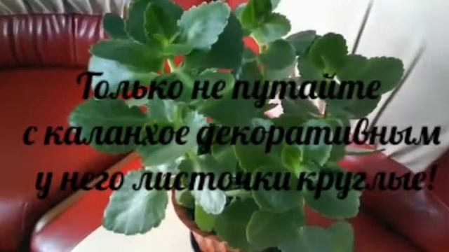 Вылечить гайморит на 100% за один раз!