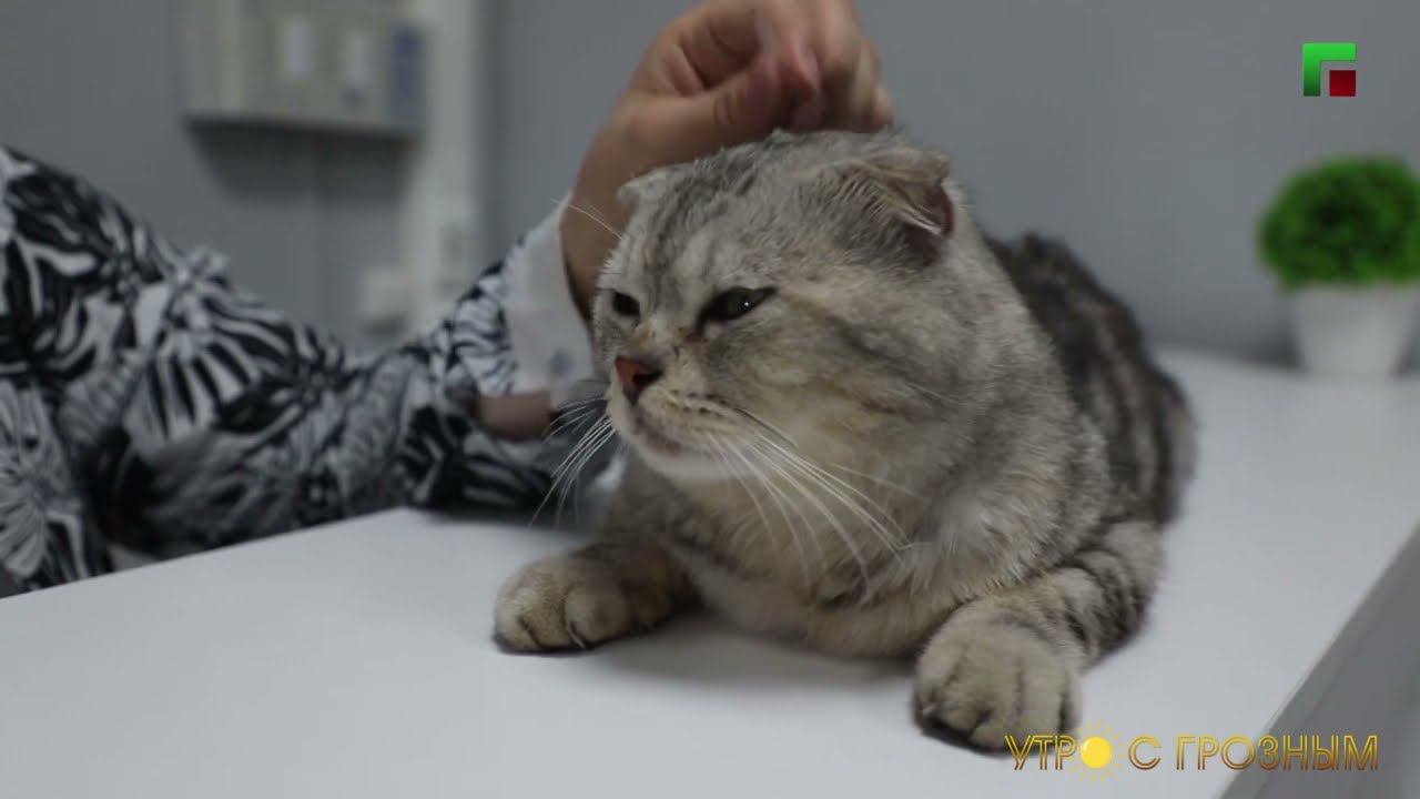 ЛИНЬКА У КОШЕК. КАК ПОМОЧЬ ЖИВОТНЫМ?