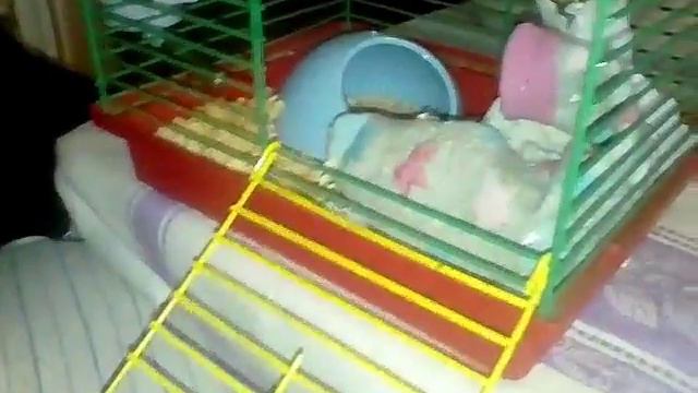 Мой хомяк джунгарик