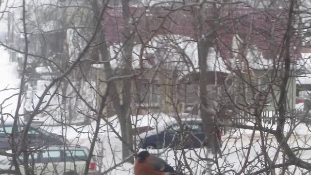 MVI 0538. Снегири в Гродно.