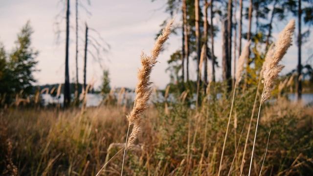 Одиночный поход в лес/ озеро Кщара/сковородка в походе