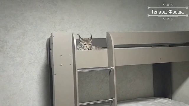 Красавица Рысь Даша-2