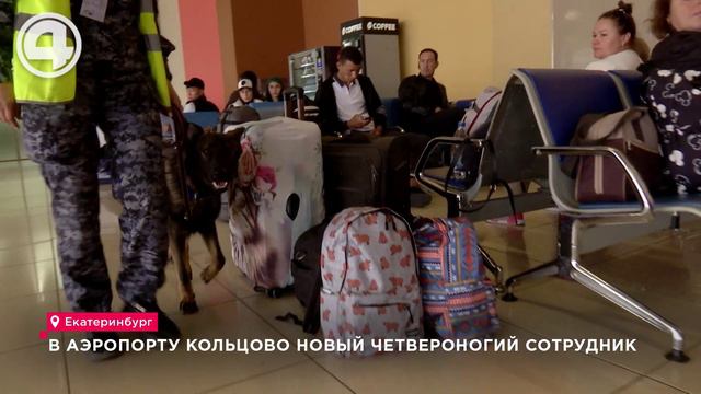 В аэропорту Кольцово новый четвероногий сотрудник