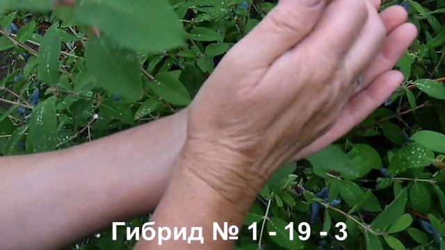Жимолость из Бакчара
