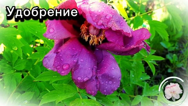 Древовидный пион / Уход в марте