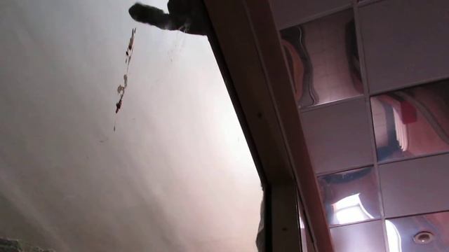 Счастливая и и дружная пара гиббонов Лола и Матай 18.02.19
