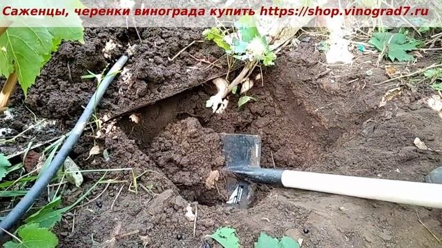 Поиск причины плохого развития куста в летний период, Подмерзание корней и штамба. Пузенко Наталья