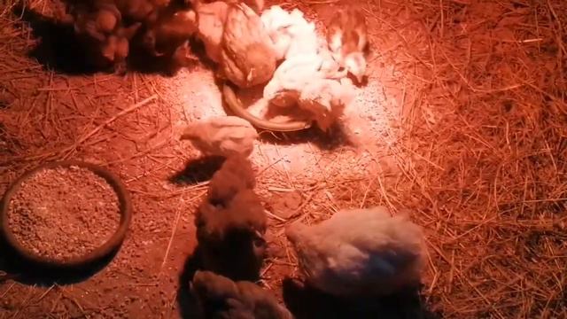 новые жильцы нашего сарая. обзор хозяйства. вечернее кормление.