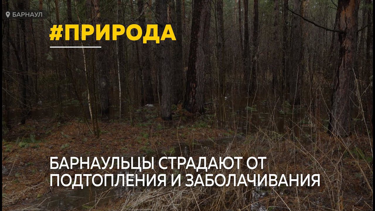 Жителей частного сектора в Барнауле беспокоит подтопление и заболачивание леса