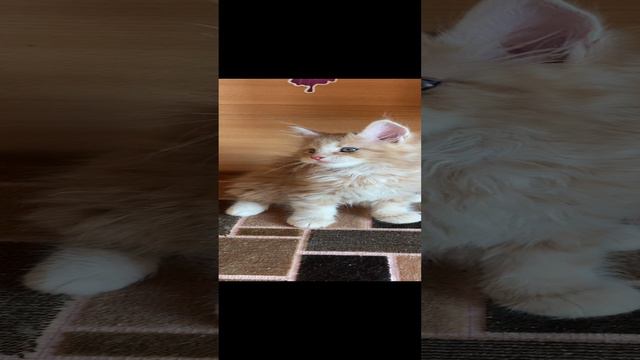 питомник Мейн-кунов Челябинск предлагает котенка
